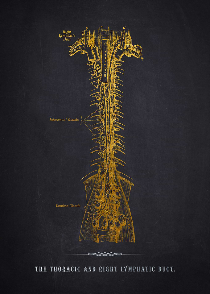 Thoracic Lymphatic Duct