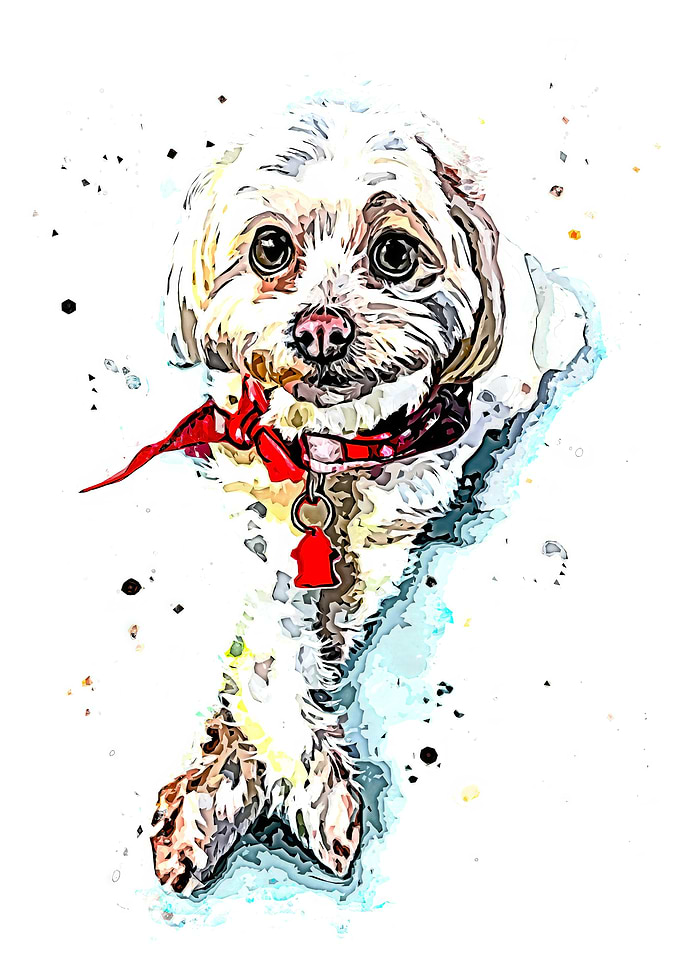 Bichon