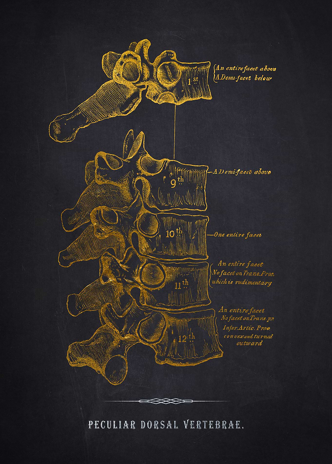 Dorsal Vertebrae Anatomy
