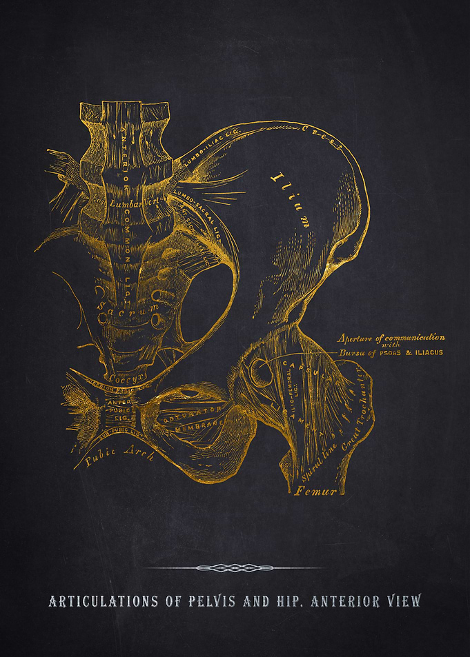 Pelvis and Hip Anatomy