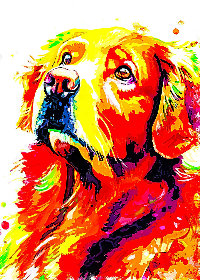 Golden Retriever