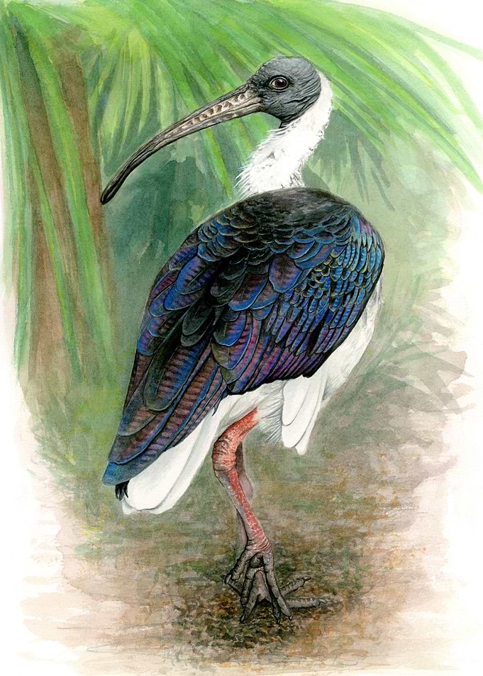 Straw Necked Ibis