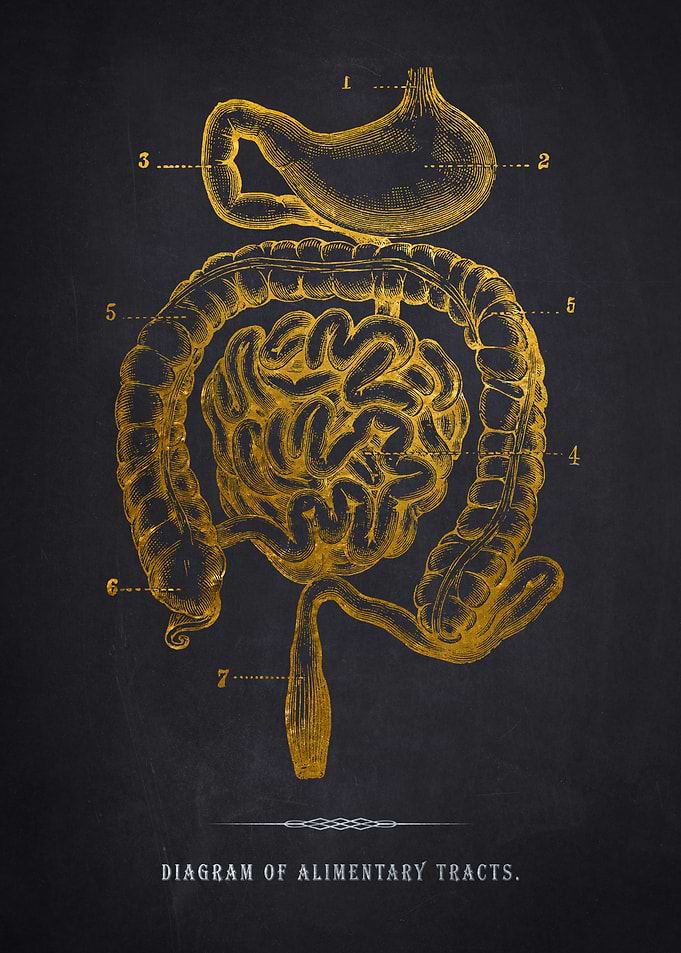 Gold Alimentary Tracts Dia