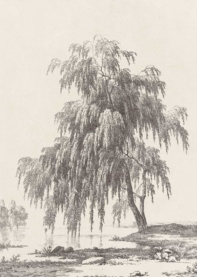 Weeping Willow Tree Sketch