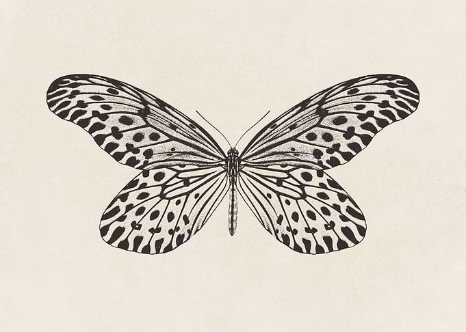 Butterfly Sketch no 1