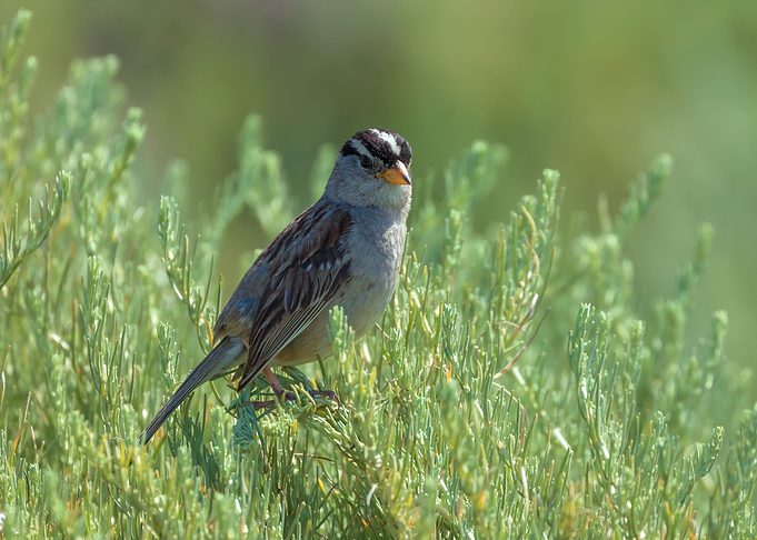 White Crow Sparrow