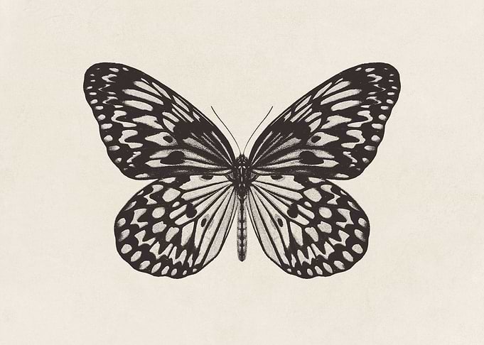 Butterfly Sketch no 2