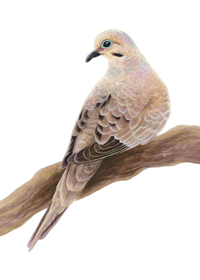 Mourning Dove