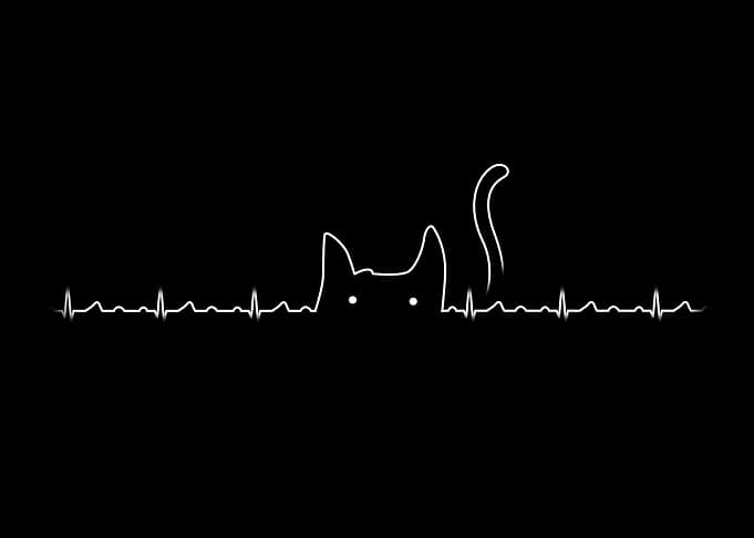 There is a cat in my heart