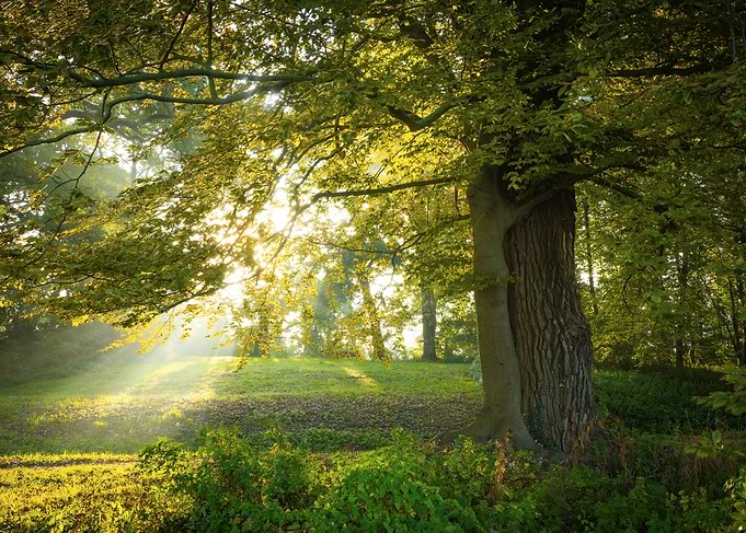 Sunlight Through Trees