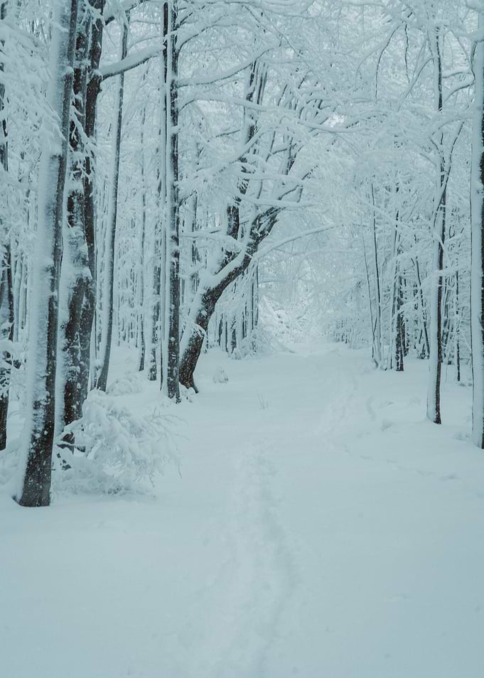 Snowy Forest Path