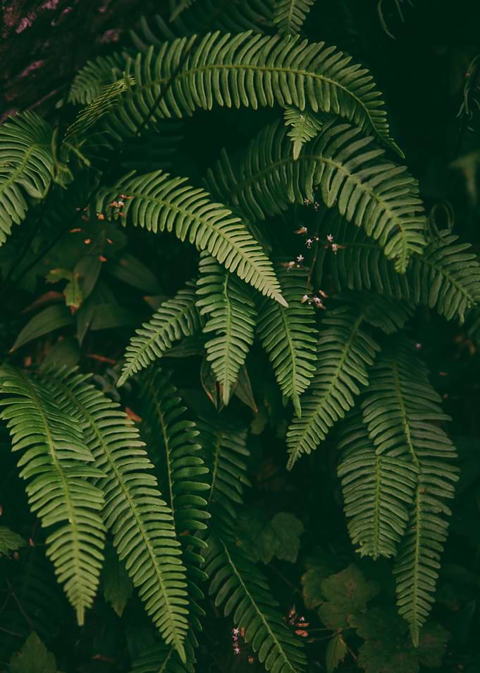 Fern