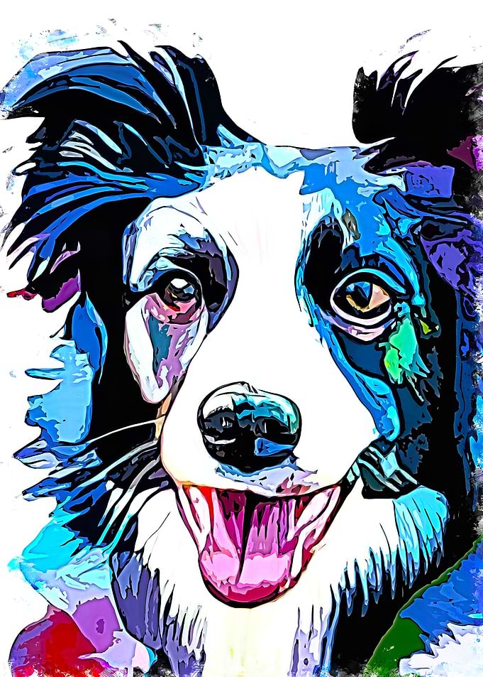 Border Collie