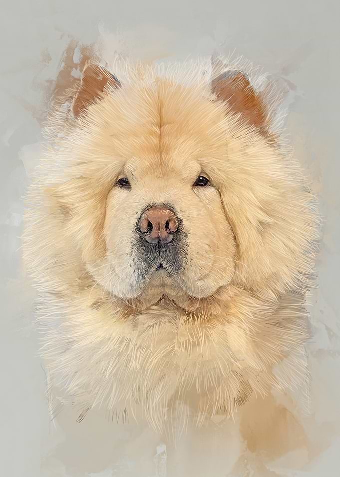 Chow Chow Portrait