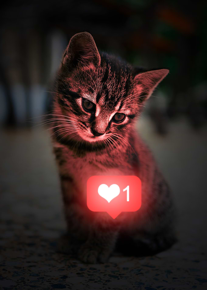 Cute Kitten with Like Icon