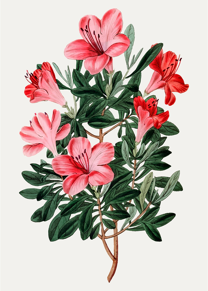 Pink Azalea Flower Illustration