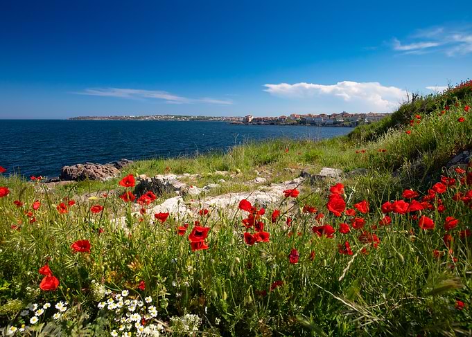 Red field poppies on the sea shore