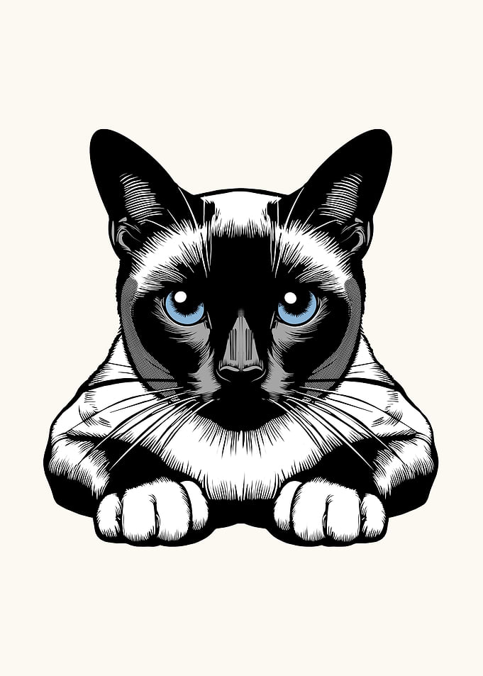 Siamese Cat