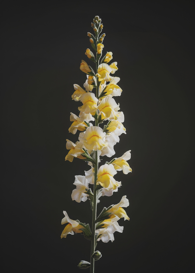 Yellow Snapdragon Flower