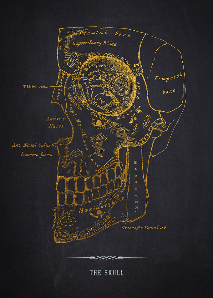 Gold Skull Anatomy