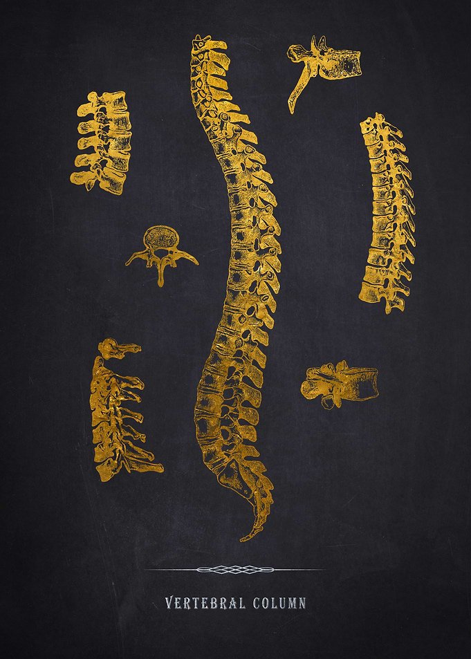 Gold Vertebral Column