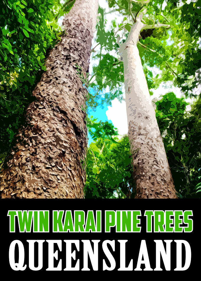 Twin Karai Pine Trees