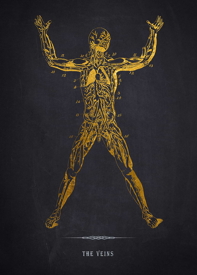 Gold Veins Anatomy