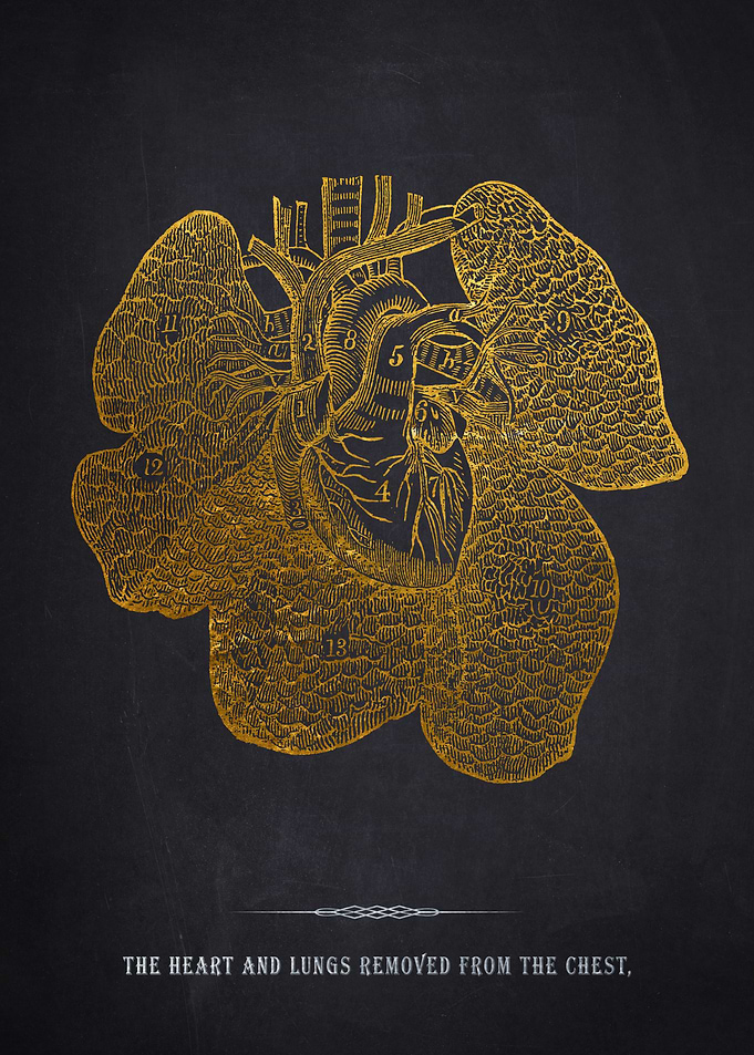 Gold Heart & Lungs Anatomy