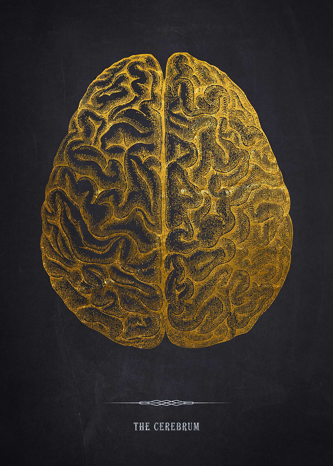 Gold Cerebrum Illustration