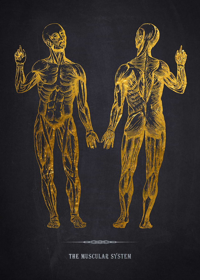 Gold Muscular System Anatomy