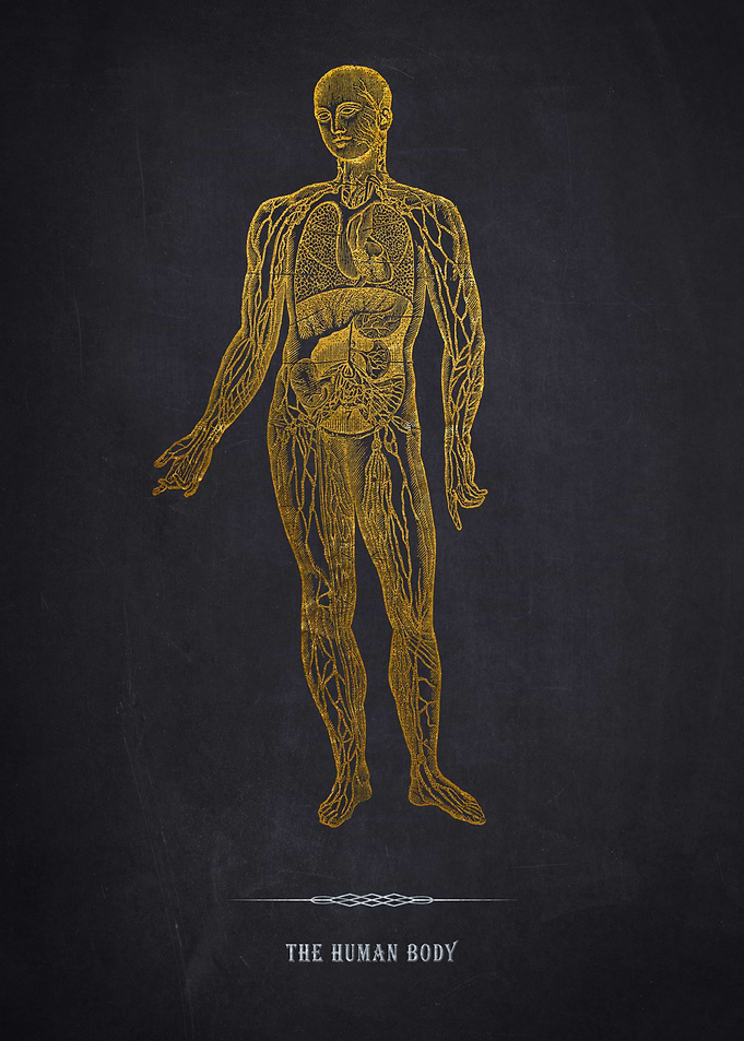 Gold Human Anatomy Illustration