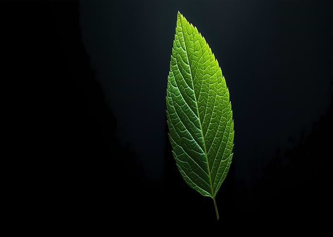 Green Leaf on Black