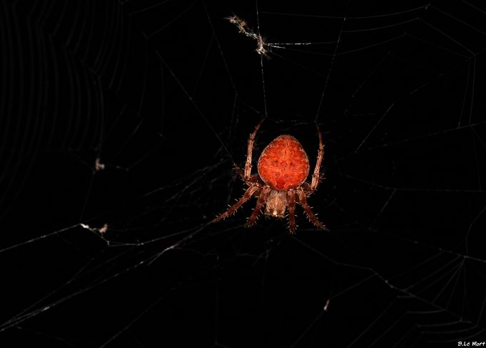 Red Spider in Web