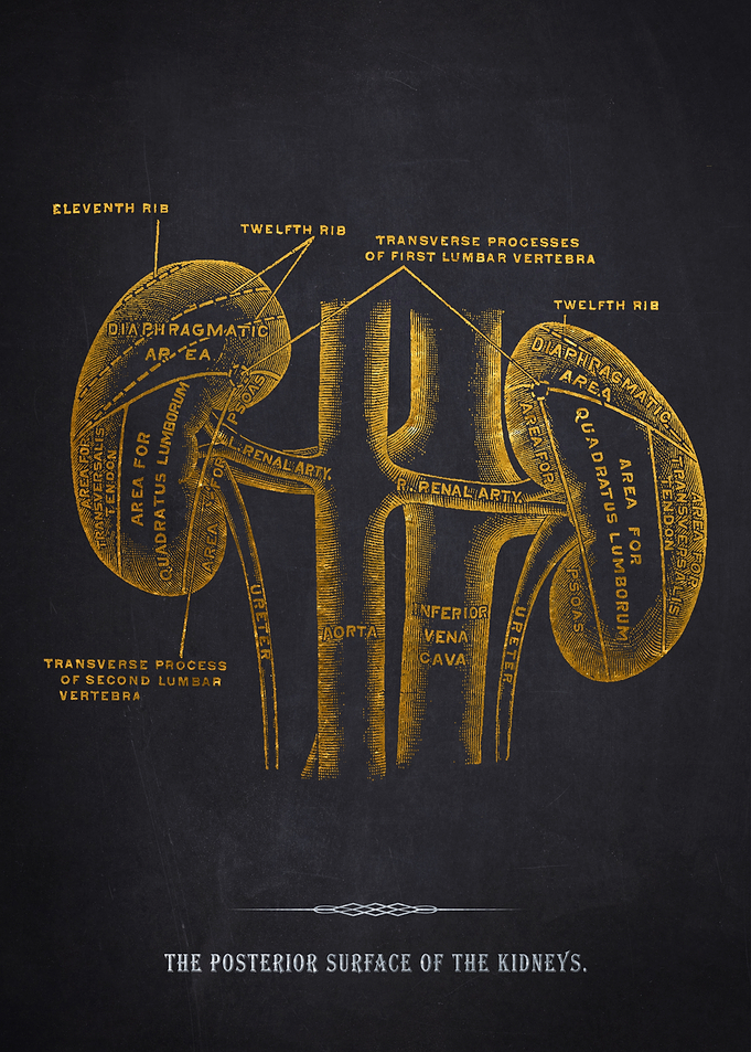Kidneys Anatomy Illustration