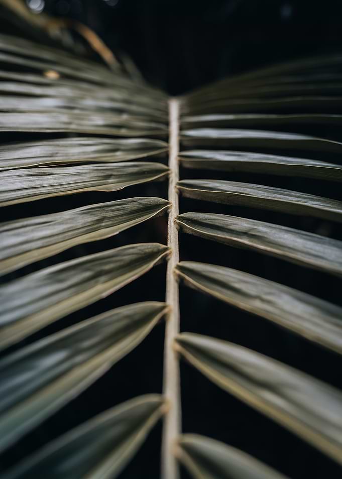 Leaf Close-Up