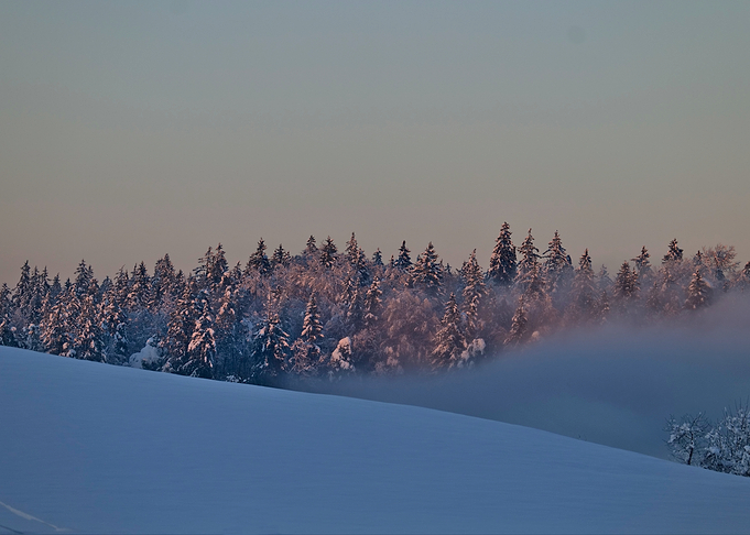 Snowy Forest at Dusk