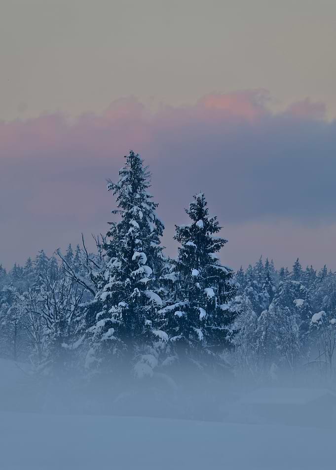 Snowy Forest at Dusk