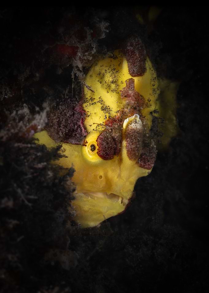 Yellow Frogfish in Coral