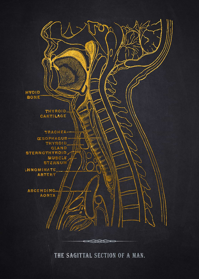 Sagittal Section Anatomy