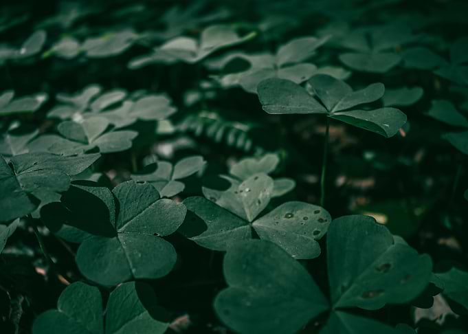 Clovers