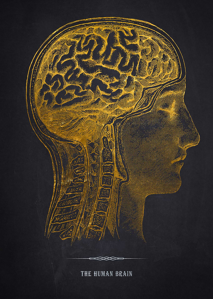 Gold Human Brain Anatomy