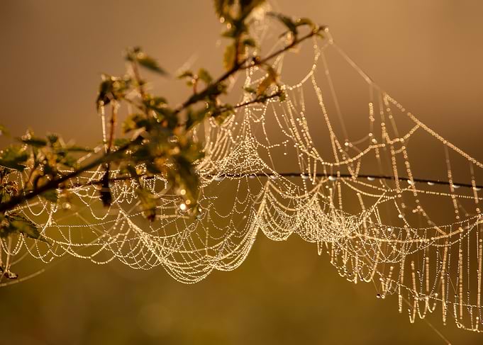 Dew-Covered Spiderweb