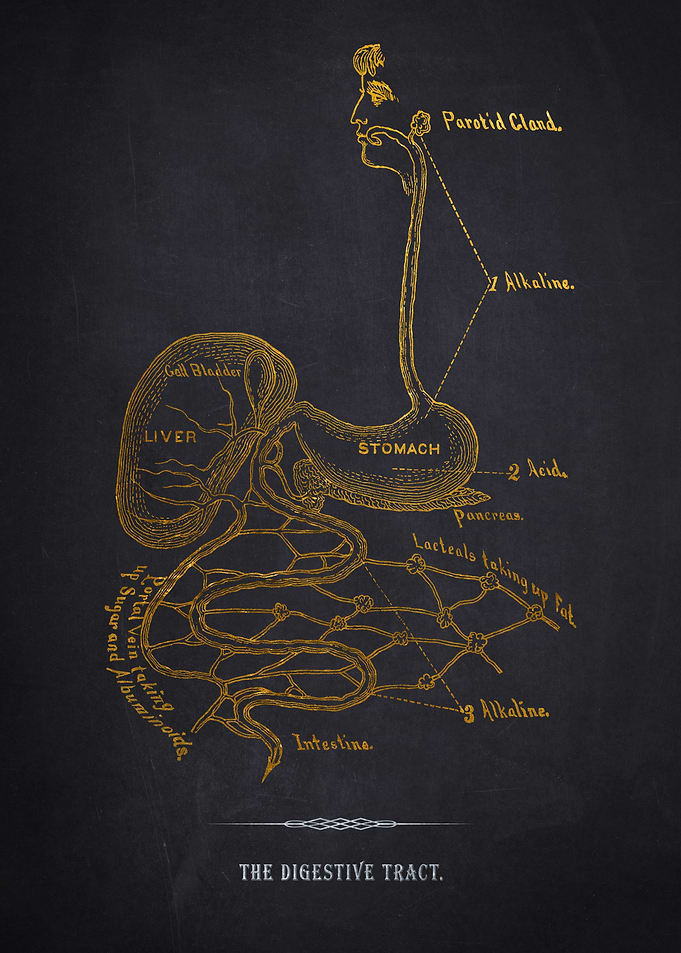 Digestive Tract Anatomy