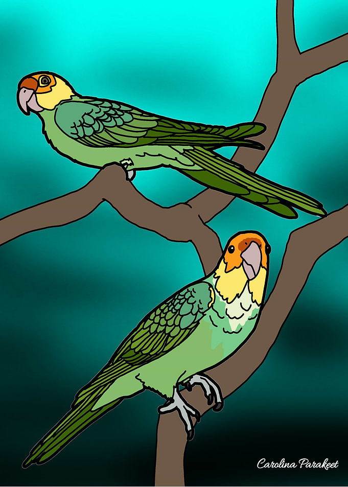 Carolina Parakeets