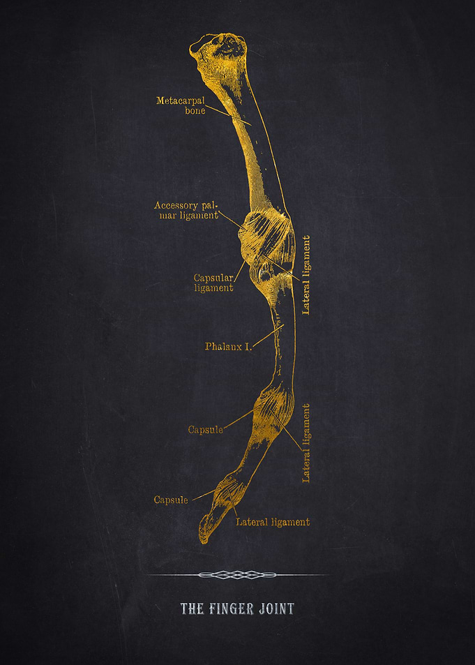 Finger Joint Anatomy Diagram