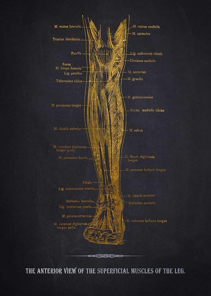 Leg Muscle Anatomy