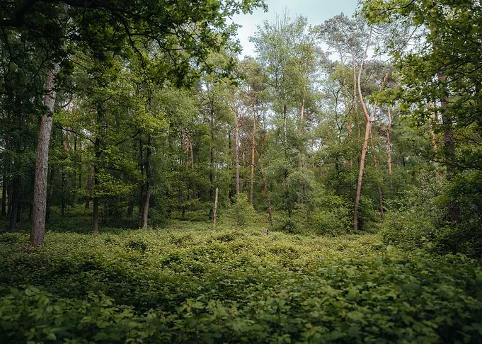 Dense Forest Landscape