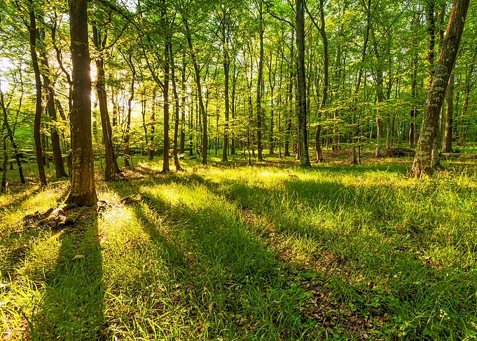 Green Sunlit Forest