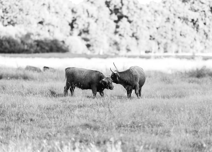 Two Highlanders in a Field
