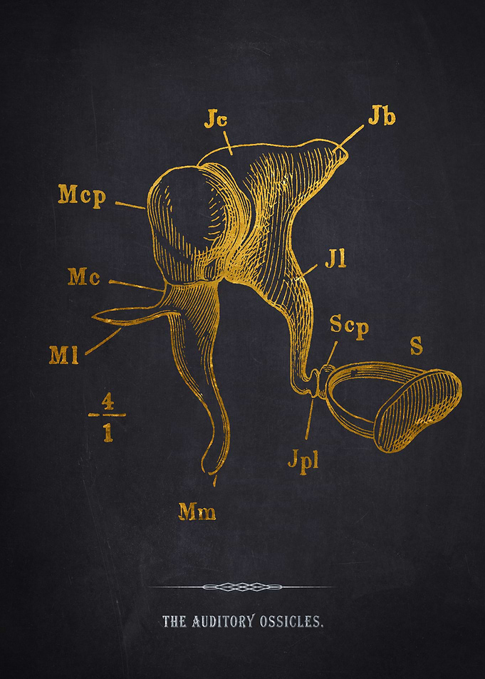 Auditory Ossicles Anatomy